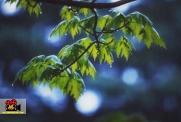 موسیقی