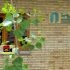 شورای صنفی نمایش
