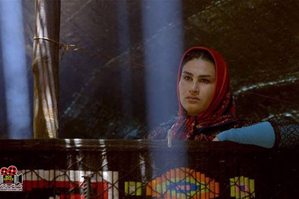 سوسن در سحر میشکفد